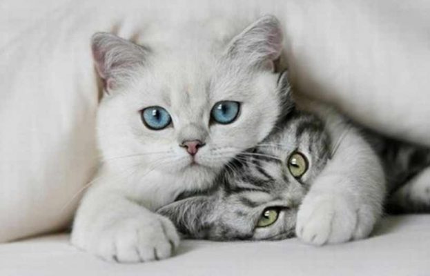 صور قطط مؤثرة وروعة